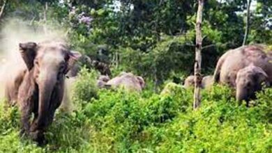 छत्तीसगढ़ जशपुर: थमने का नाम नहीं ले रहा हाथियों का आतंक, 7 दिन में उठी 5 अर्थियां, गांव में दहशत का माहौल