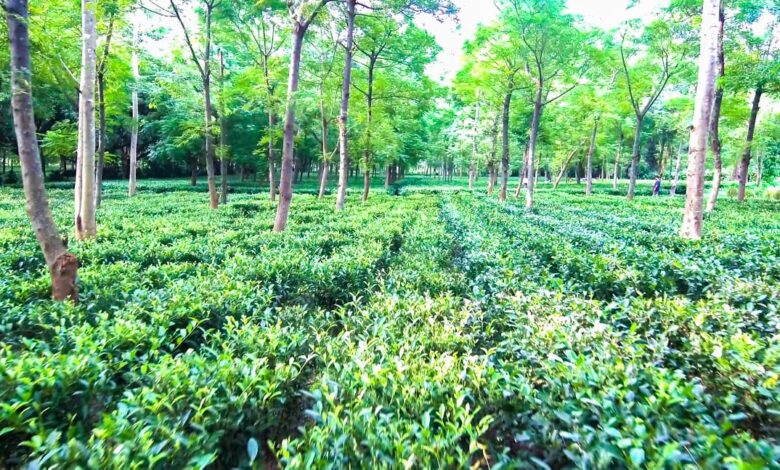 रायपुर : जशपुर की नई पहचान बन गए हैं यहां के चाय बागान