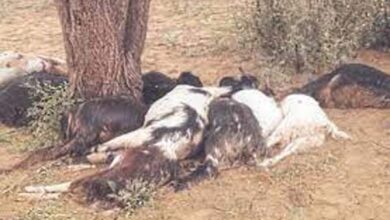 छत्तीसगढ़: आकाशीय बिजली की चपेट में आई 28 बकरियां, मौत